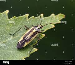 Attēlu rezultāti vaicājumam “Stenotus binotatus male”