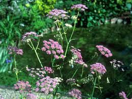 Image result for Pimpinella major