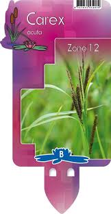 Attēlu rezultāti vaicājumam “Carex acuta fruit”