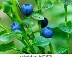 Attēlu rezultāti vaicājumam “Vaccinium myrtillus fruit”