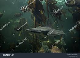 Image result for Triakis megalopterus