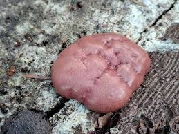 Attēlu rezultāti vaicājumam “Amaurochaete atra”