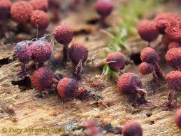 Attēlu rezultāti vaicājumam “Cribraria purpurea macro”