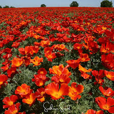 Attēlu rezultāti vaicājumam “Eschscholzia californica fruit”