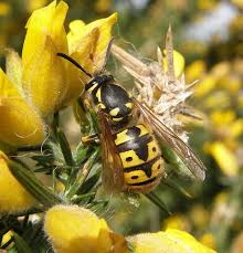 Attēlu rezultāti vaicājumam “Vespula germanica”