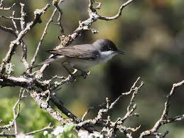 Image result for Sylvia hortensis