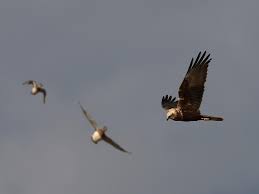 Image result for Cambridge Harriers