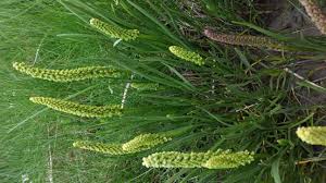 Attēlu rezultāti vaicājumam “Triglochin maritimum flower”