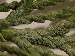 Attēlu rezultāti vaicājumam “Fellhanera subtilis”