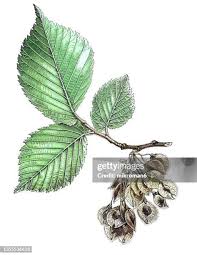 Attēlu rezultāti vaicājumam “Ulmus laevis leaf”