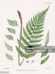 Attēlu rezultāti vaicājumam “Fissidens adianthoides”