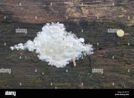 Attēlu rezultāti vaicājumam “Coniophora puteana”