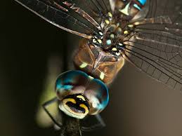 Attēlu rezultāti vaicājumam “Aeshna mixta male”