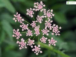 Attēlu rezultāti vaicājumam “Pimpinella major flower”
