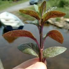 Attēlu rezultāti vaicājumam “Mentha aquatica leaf”