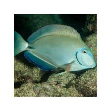 Image result for Acanthurus bahianus