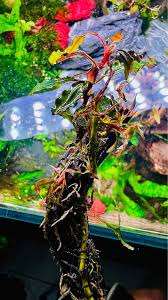 Risultati immagini per bucephalandra pinoh red stem