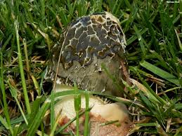 Attēlu rezultāti vaicājumam “Phallus impudicus”