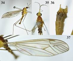 Attēlu rezultāti vaicājumam “Tipulidae male”