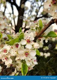 Attēlu rezultāti vaicājumam “Pyrus pyraster”