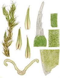 Attēlu rezultāti vaicājumam “Racomitrium heterostichum”