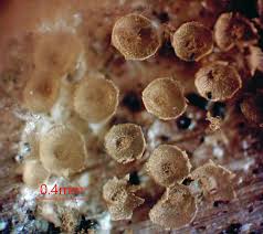 Attēlu rezultāti vaicājumam “Arcyria, Heterotrichia sp.”