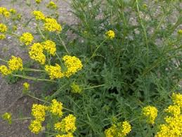 Attēlu rezultāti vaicājumam “Sisymbrium volgense flower”