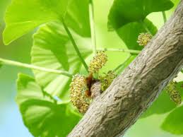 Attēlu rezultāti vaicājumam “Ginkgo biloba male flower”