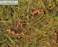 Attēlu rezultāti vaicājumam “Stuckenia pectinata”