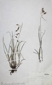 Attēlu rezultāti vaicājumam “Carex paupercula”