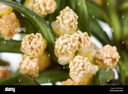 Attēlu rezultāti vaicājumam “Taxus baccata bud”