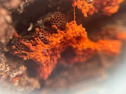 Attēlu rezultāti vaicājumam “Hemitrichia clavata macro”