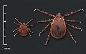 Attēlu rezultāti vaicājumam “Trichia longipalpis macro”