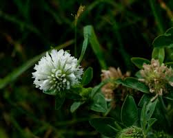 Attēlu rezultāti vaicājumam “Trifolium repens”
