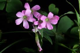 Attēlu rezultāti vaicājumam “Oxalidaceae”