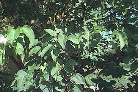 Attēlu rezultāti vaicājumam “Syringa reticulata subsp. amurensis leaf”