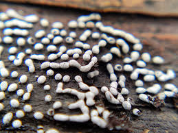 Attēlu rezultāti vaicājumam “Physarum viride var. incanum spores”