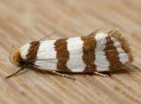 Attēlu rezultāti vaicājumam “Oecophoridae”