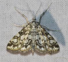 Attēlu rezultāti vaicājumam “Nymphula nitidulata”