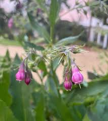Image result for Symphytum officinale