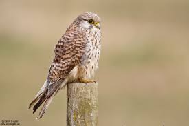 Attēlu rezultāti vaicājumam “Falco tinnunculus”