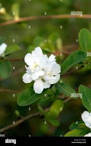 Attēlu rezultāti vaicājumam “Exochorda giraldii var. wilsonii”