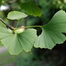 Attēlu rezultāti vaicājumam “Ginkgo biloba leaf”