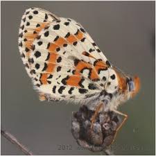 Attēlu rezultāti vaicājumam “Melitaea didyma male”