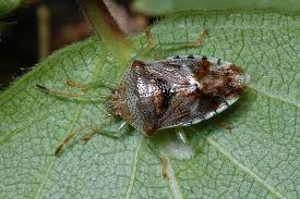 Attēlu rezultāti vaicājumam “Elasmucha grisea”