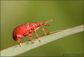 Attēlu rezultāti vaicājumam “Apion sp.”