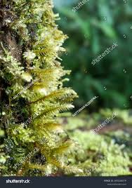 Attēlu rezultāti vaicājumam “Rhytidiadelphus”