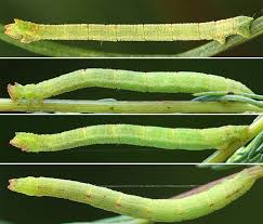 Attēlu rezultāti vaicājumam “Chlorissa viridata”