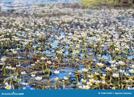 Attēlu rezultāti vaicājumam “Batrachium”