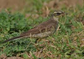 Attēlu rezultāti vaicājumam “Motacilla citreola”